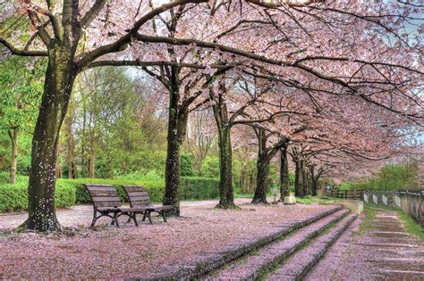 springtime in a park notes